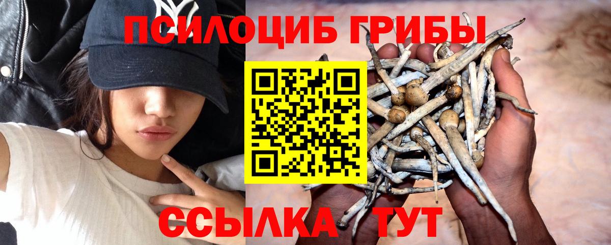 Псилоцибиновые грибы Psilocybine cubensis  Вход с VPN  Клинцы 
